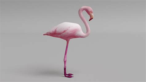 flamingo my account